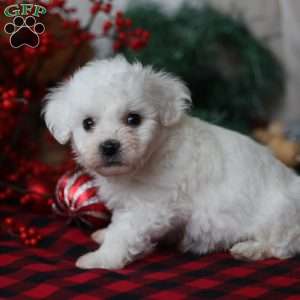 Timber, Bichon Frise Puppy